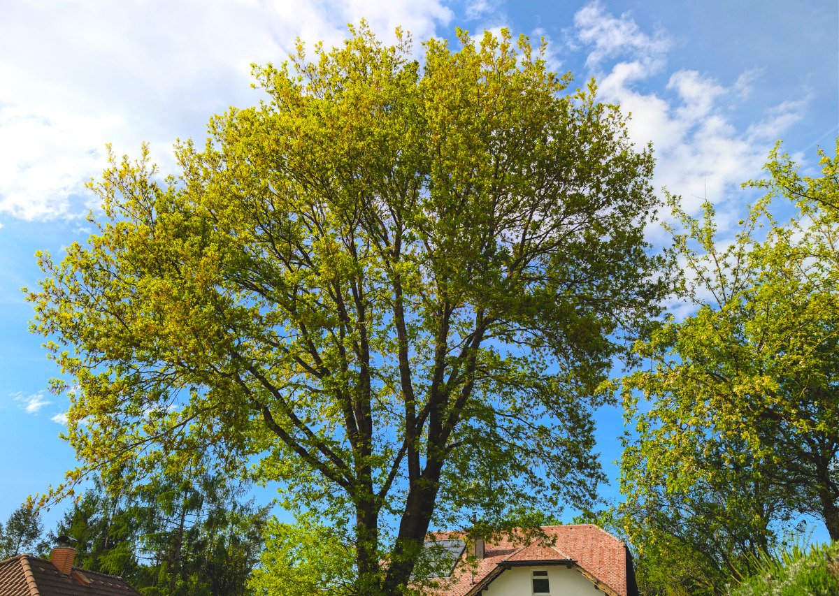 Alte Eiche unter blauem Himmel