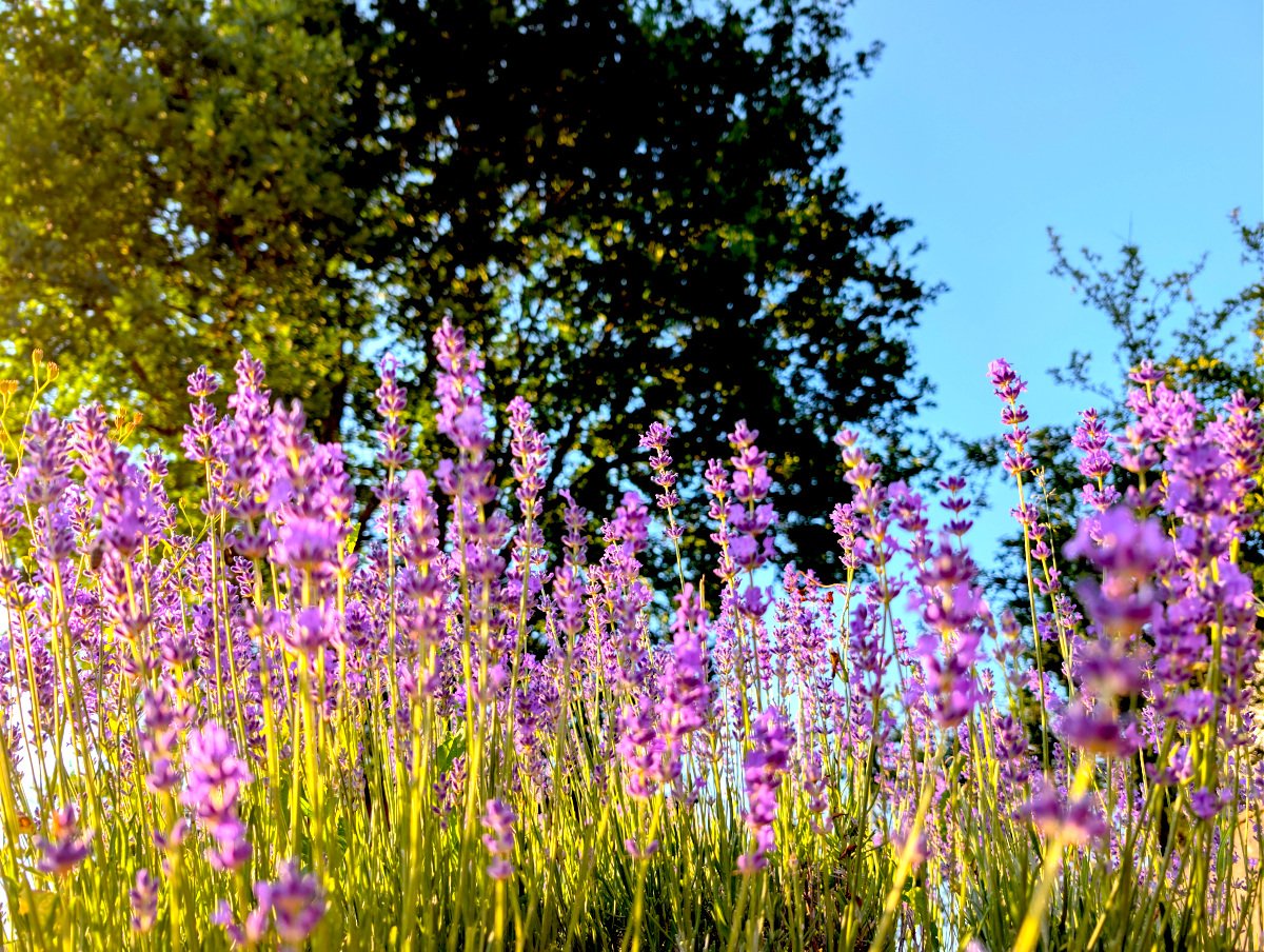Blühendes Lavendelfeld im Garten